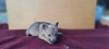 Photo №4. I will sell czechoslovakian wolfdog in the city of Belgrade. private announcement - price - 528$