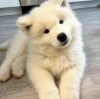 Photo №2 to announcement № 63286 for the sale of samoyed dog - buy in Poland private announcement