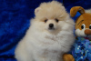 Photo №1. pomeranian - for sale in the city of Москва | 456$ | Announcement № 42487