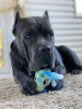 Photo №3. knitting. Male Cane Corso in Belarus. Announcement № 45602