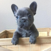 Photo №1. french bulldog - for sale in the city of Велико-Тырново | negotiated | Announcement № 79816