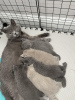 Photo №2 to announcement № 92682 for the sale of british shorthair - buy in Germany breeder
