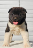 Photo №2 to announcement № 84451 for the sale of american akita - buy in Serbia 