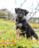 Photo №2 to announcement № 76474 for the sale of german shepherd - buy in Belarus private announcement