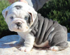 Photo №1. english bulldog - for sale in the city of Афины | 370$ | Announcement № 96949