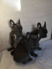 Photo №1. french bulldog - for sale in the city of Harlingen | 475$ | Announcement № 79580