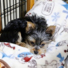 Additional photos: Yorkshire Terrier,