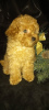 Photo №2 to announcement № 8776 for the sale of poodle (toy) - buy in Ukraine from nursery
