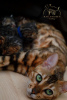 Photo №2 to announcement № 65586 for the sale of bengal cat - buy in Germany from nursery, breeder