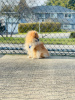 Photo №4. Mating pomeranian in Canada. Announcement № 9896