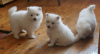 Photo №3. japanese spitz puppies. Lithuania
