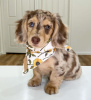 Photo №1. dachshund - for sale in the city of London | negotiated | Announcement № 118970