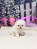 Additional photos: Super tiny snowballs Pomeranians