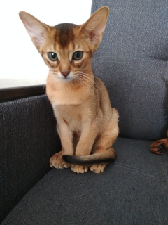 Photo №2 to announcement № 817 for the sale of abyssinian cat - buy in Belarus 