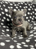Photo №2 to announcement № 92746 for the sale of french bulldog - buy in United States breeder