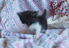 Additional photos: Wonderful kittens are urgently looking for foster care or a home