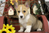 Photo №2 to announcement № 63550 for the sale of welsh corgi - buy in Greece 