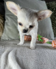 Additional photos: CHIHUAHUA PUPPY