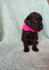 Photo №4. I will sell poodle (dwarf) in the city of Minsk. private announcement - price - negotiated