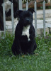 Photo №3. Staffordshire bull terrier. Russian Federation