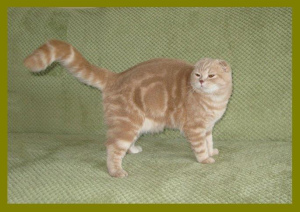 Photo №2 to announcement № 3010 for the sale of scottish fold - buy in Ukraine from nursery