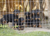 Additional photos: Doberman puppies