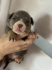 Photo №3. American bully puppies SHOW CLASS. United States