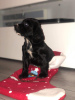 Photo №4. I will sell american cocker spaniel in the city of Maarssen. private announcement, from nursery - price - 475$