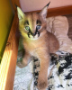 Photo №1. caracal - for sale in the city of Paris | negotiated | Announcement № 98697