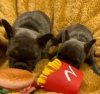 Photo №2 to announcement № 18136 for the sale of french bulldog - buy in Ukraine private announcement