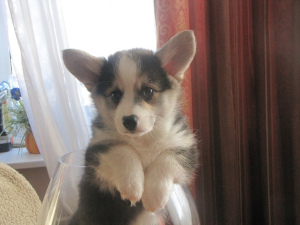 Photo №2 to announcement № 1357 for the sale of welsh corgi - buy in Belarus private announcement, from nursery