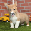 Photo №1. welsh corgi - for sale in the city of Штутгарт | 898$ | Announcement № 115182