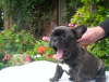 Photo №1. french bulldog - for sale in the city of Würzburg | 350$ | Announcement № 117899