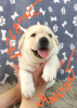 Photo №1. labrador retriever - for sale in the city of Vitebsk | negotiated | Announcement № 9829