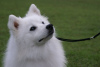 Additional photos: Japanese Spitz puppies