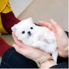 Photo №4. I will sell maltese dog in the city of Helsinki. private announcement, breeder - price - 475$