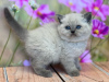 Photo №1. ragdoll - for sale in the city of Berlin | 296$ | Announcement № 103751