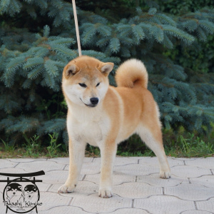 Photo №1. shiba inu - for sale in the city of Rostov-on-Don | 1877$ | Announcement № 2580