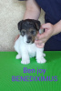 Photo №3. Wirehaired Fox Terrier puppies (males). Belarus