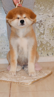 Photo №2 to announcement № 4369 for the sale of akita - buy in Russian Federation breeder