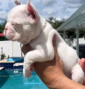 Photo №2 to announcement № 36959 for the sale of french bulldog - buy in United States breeder