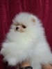 Additional photos: Beautiful Pomeranian puppies