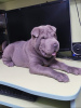 Photo №2 to announcement № 11603 for the sale of shar pei - buy in Ukraine private announcement