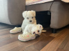 Photo №3. Snow white Maltese puppies. Germany