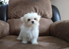 Photo №2 to announcement № 107556 for the sale of maltese dog - buy in Austria private announcement