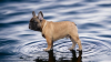 Photo №1. french bulldog - for sale in the city of Brest | 1057$ | Announcement № 58790