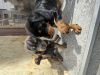 Photo №4. I will sell dobermann in the city of Tbilisi. private announcement - price - negotiated