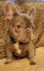 Photo №2 to announcement № 103385 for the sale of french bulldog - buy in United States 