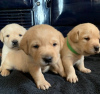 Additional photos: Adorable Labrador Puppies - Kc Registered