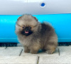 Photo №1. pomeranian - for sale in the city of Šabac | negotiated | Announcement № 111602